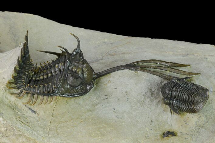 Spiny Walliserops Trilobite With Gerastos - Foum Zguid, Morocco #154307